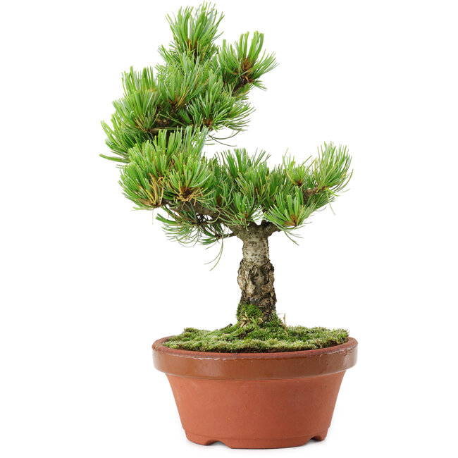 Pinus parviflora, 26 cm, ± 15 años de edad