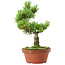 Pinus parviflora, 26 cm, ± 15 years old