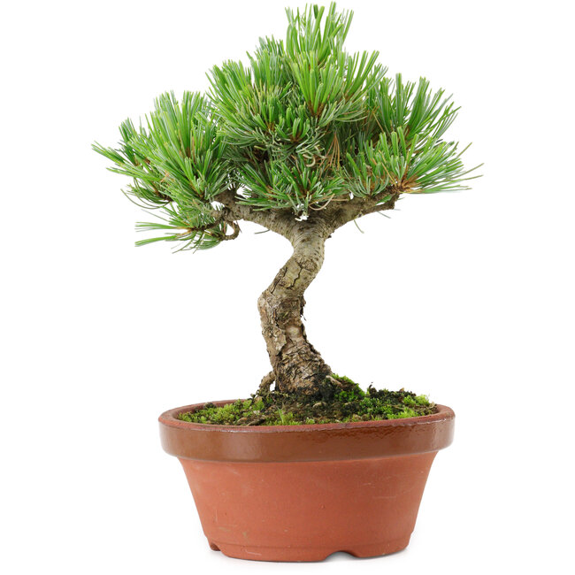 Pinus parviflora, 22 cm, ± 15 anni