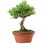Pinus parviflora, 22 cm, ± 15 years old
