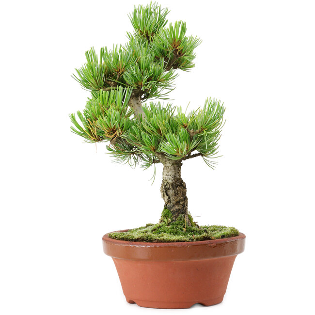 Pinus parviflora, 26 cm, ± 15 years old
