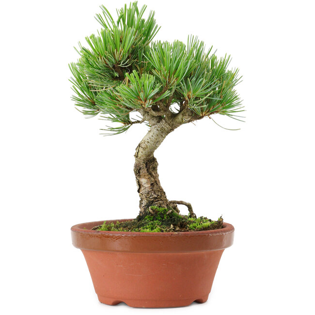 Pinus parviflora, 22 cm, ± 15 años de edad