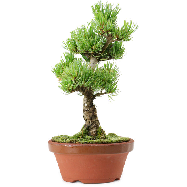 Pinus parviflora, 26 cm, ± 15 años de edad