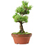 Pinus parviflora, 26 cm, ± 15 years old