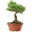 Pinus parviflora, 22 cm, ± 15 jaar oud