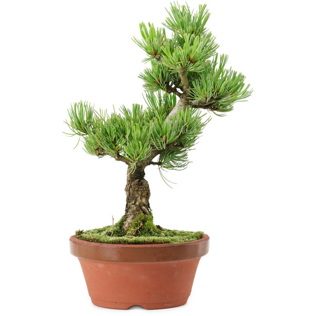 Pinus parviflora, 26 cm, ± 15 ans
