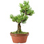 Pinus parviflora, 26 cm, ± 15 anni