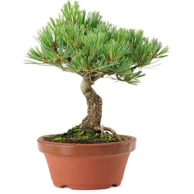 Pinus parviflora, 22 cm, ± 15 jaar oud