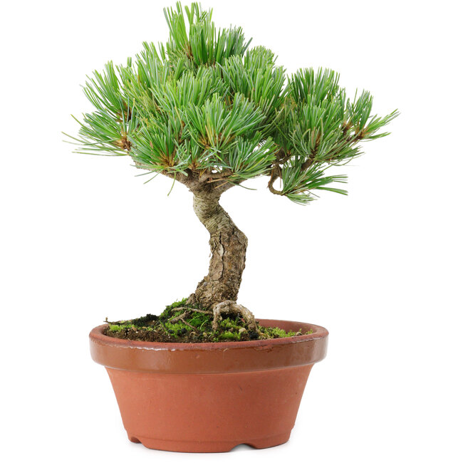 Pinus parviflora, 22 cm, ± 15 anni