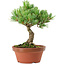 Pinus parviflora, 22 cm, ± 15 Jahre alt