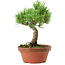 Pinus parviflora, 22 cm, ± 15 years old