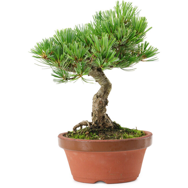 Pinus parviflora, 22 cm, ± 15 años de edad