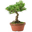 Pinus parviflora, 22 cm, ± 15 years old
