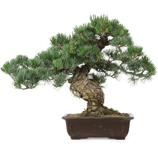 Pinus parviflora, 37 cm, ± 35 years old