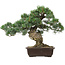 Pinus parviflora, 37 cm, ± 35 anni, con nebari di 10 cm