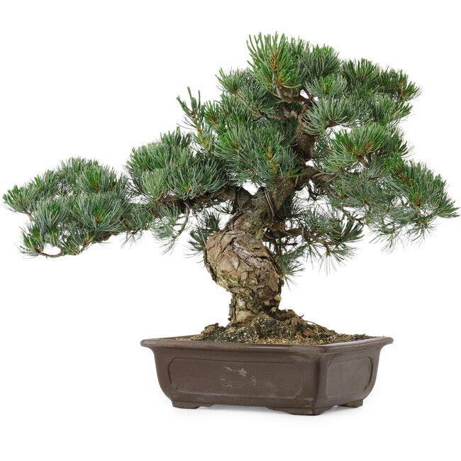 Pinus parviflora, 37 cm, ± 35 Jahre alt, mit einem Wurzelansatz von 10 cm
