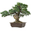 Pinus parviflora, 37 cm, ± 35 jaar oud, met een nebari van 10 cm
