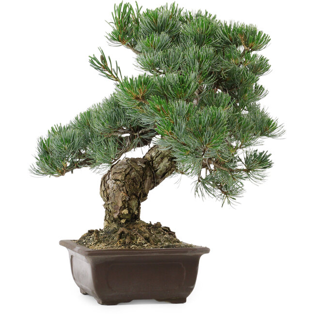 Pinus parviflora, 37 cm, ± 35 years old, with a nebari of 10 cm