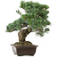 Pinus parviflora, 37 cm, ± 35 años de edad, con un nebari de 10 cm