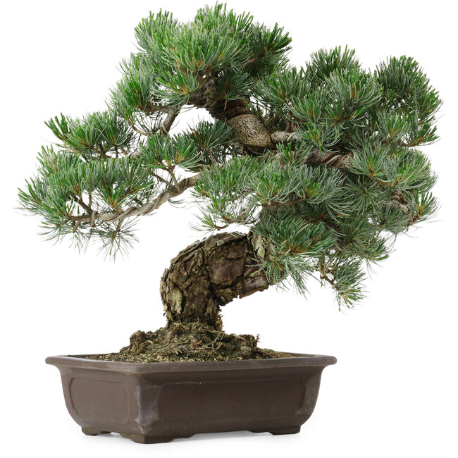 Pinus parviflora, 37 cm, ± 35 Jahre alt, mit einem Wurzelansatz von 10 cm
