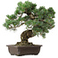 Pinus parviflora, 37 cm, ± 35 años de edad, con un nebari de 10 cm