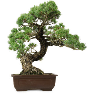 Pinus parviflora, 50 cm, ± 35 years old