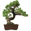 Pinus parviflora, 50 cm, ± 35 years old, with a nebari of 18 cm