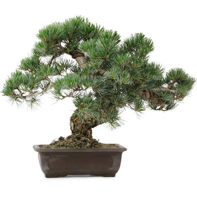 Pinus parviflora, 37 cm, ± 35 years old, with a nebari of 10 cm