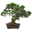 Pinus parviflora, 37 cm, ± 35 years old, with a nebari of 10 cm