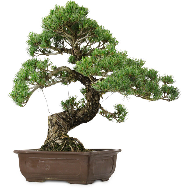 Pinus parviflora, 50 cm, ± 35 years old, with a nebari of 18 cm