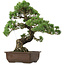Pinus parviflora, 50 cm, ± 35 anni, con nebari di 18 cm