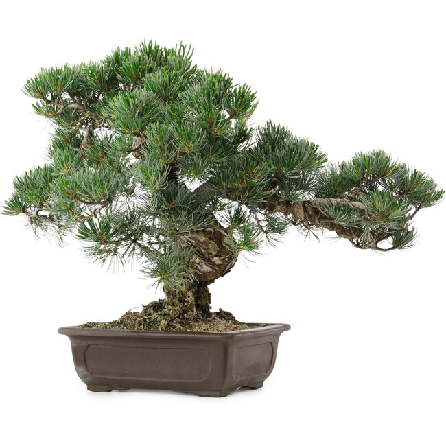 Pinus parviflora, 37 cm, ± 35 años de edad, con un nebari de 10 cm