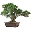 Pinus parviflora, 37 cm, ± 35 anni, con nebari di 10 cm