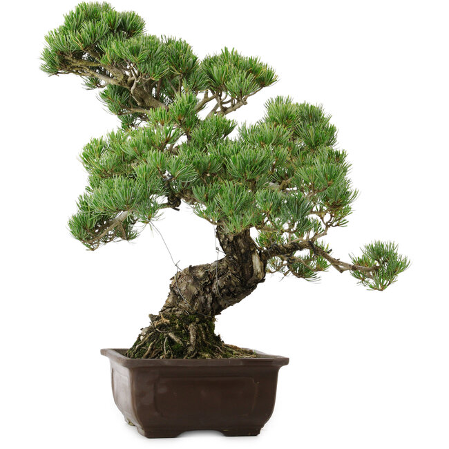 Pinus parviflora, 50 cm, ± 35 jaar oud, met een nebari van 18 cm.