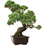 Pinus parviflora, 50 cm, ± 35 ans, avec un nebari de 18 cm