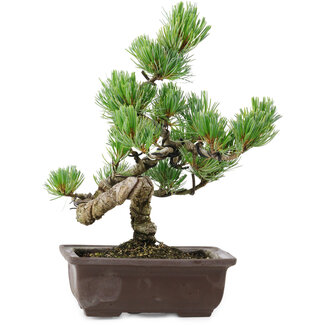 Pinus parviflora, 25 cm, ± 8 jaar oud