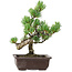 Pinus parviflora, 25 cm, ± 8 ans