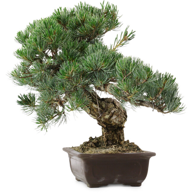 Pinus parviflora, 37 cm, ± 35 years old, with a nebari of 10 cm