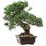Pinus parviflora, 37 cm, ± 35 jaar oud, met een nebari van 10 cm