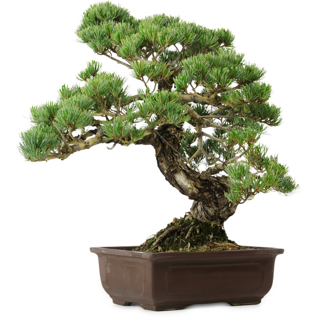Pinus parviflora, 50 cm, ± 35 years old, with a nebari of 18 cm