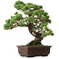 Pinus parviflora, 50 cm, ± 35 jaar oud, met een nebari van 18 cm.