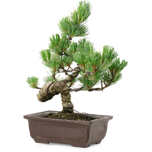 Pinus parviflora, 25 cm, ± 8 jaar oud