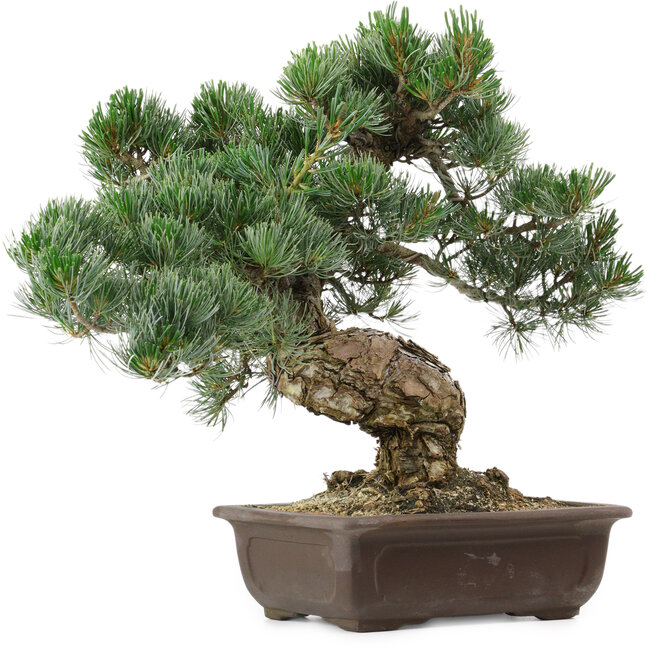 Pinus parviflora, 37 cm, ± 35 años de edad, con un nebari de 10 cm