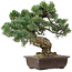 Pinus parviflora, 37 cm, ± 35 years old, with a nebari of 10 cm