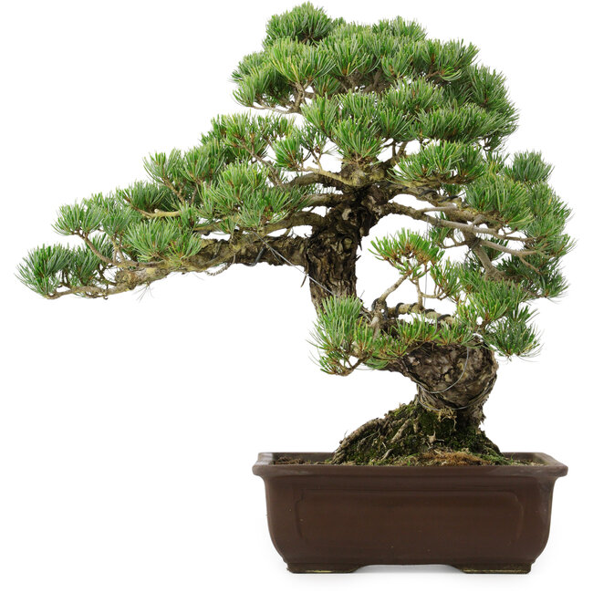 Pinus parviflora, 50 cm, ± 35 ans, avec un nebari de 18 cm