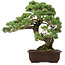 Pinus parviflora, 50 cm, ± 35 años de edad, con un nebari de 18 cm