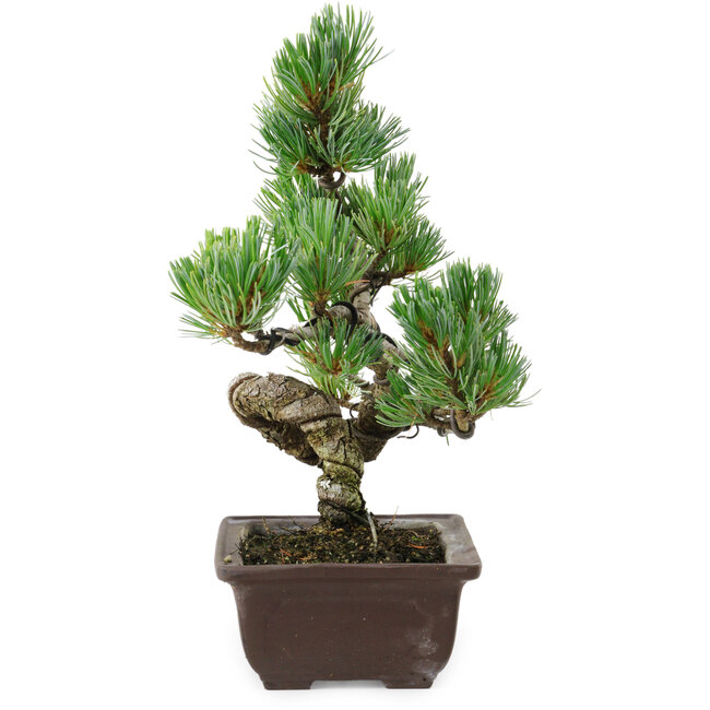 Pinus parviflora, 25 cm, ± 8 ans