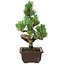 Pinus parviflora, 25 cm, ± 8 years old