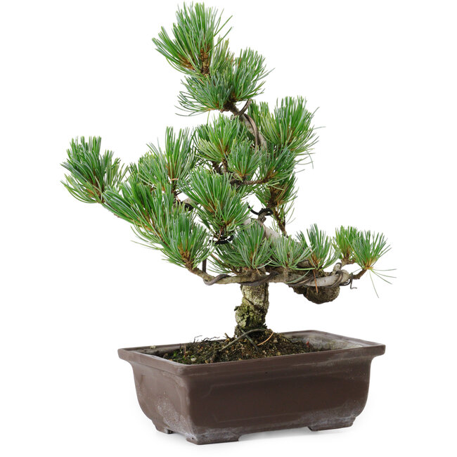 Pinus parviflora, 25 cm, ± 8 años de edad