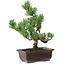 Pinus parviflora, 25 cm, ± 8 jaar oud